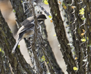 Black throated Sparrow 4945